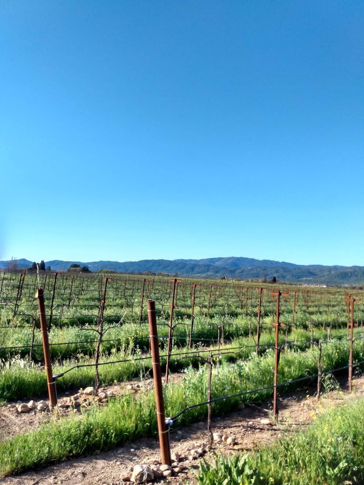 Silverado Trail - Image 1