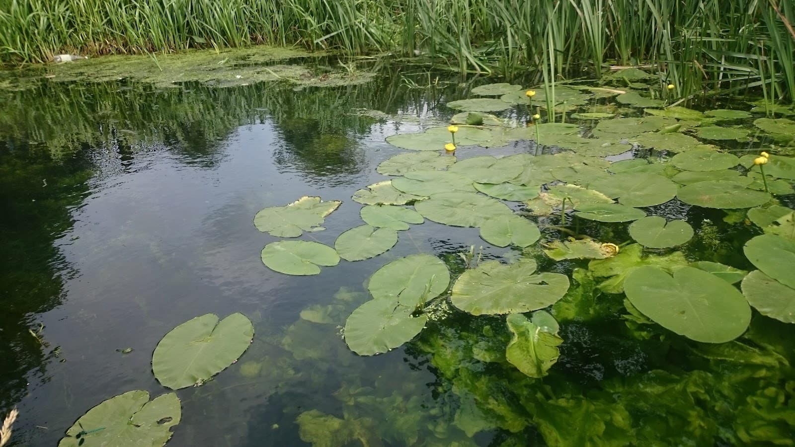 Peterborough Green Wheel - Image 1