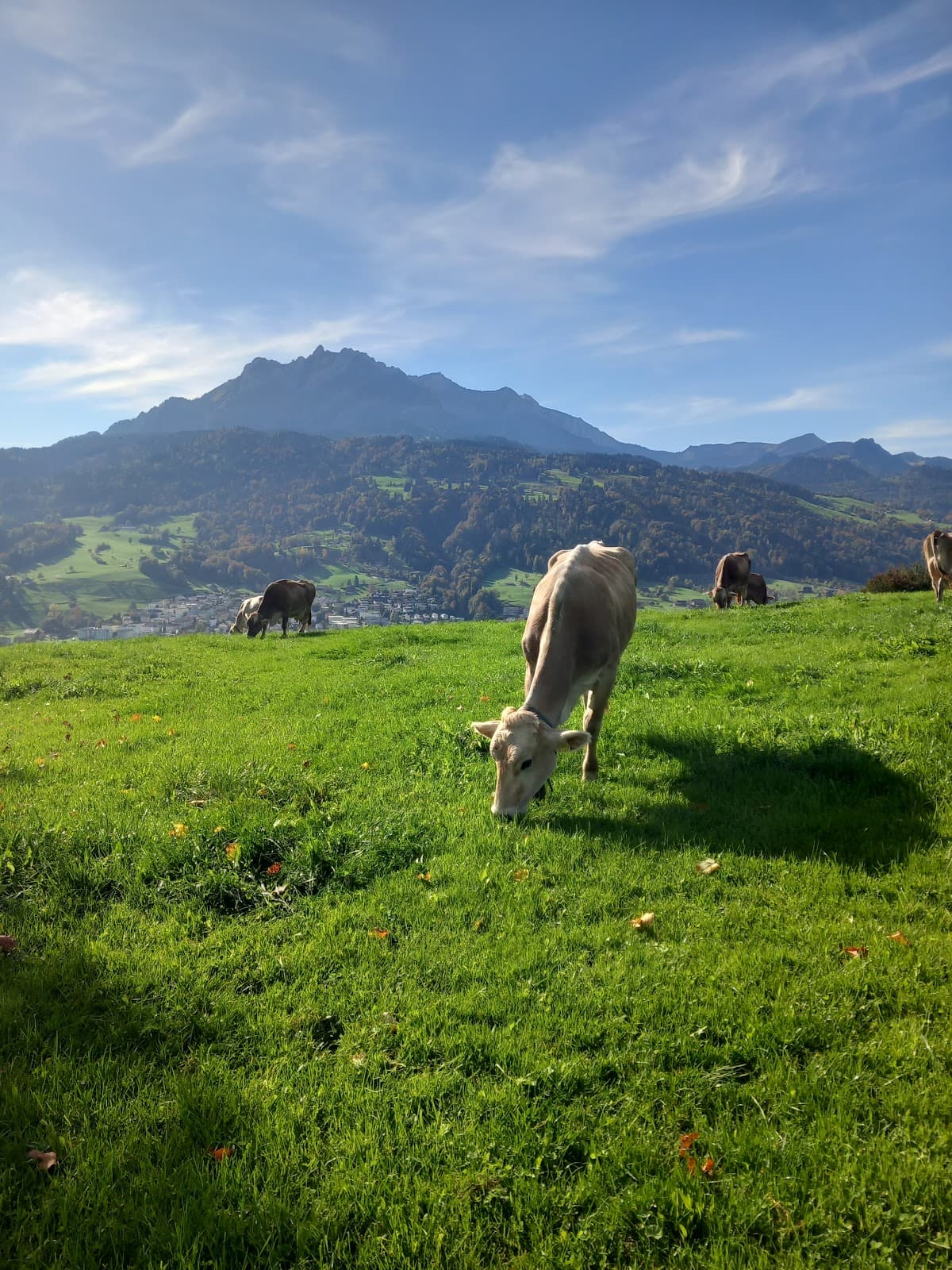 Sonnenberg - Image 1