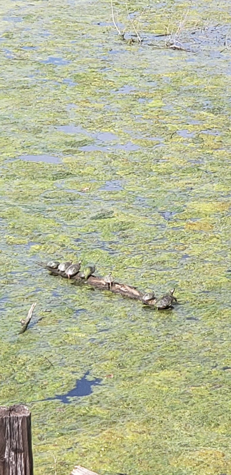 Pufferbelly Trail - Image 1