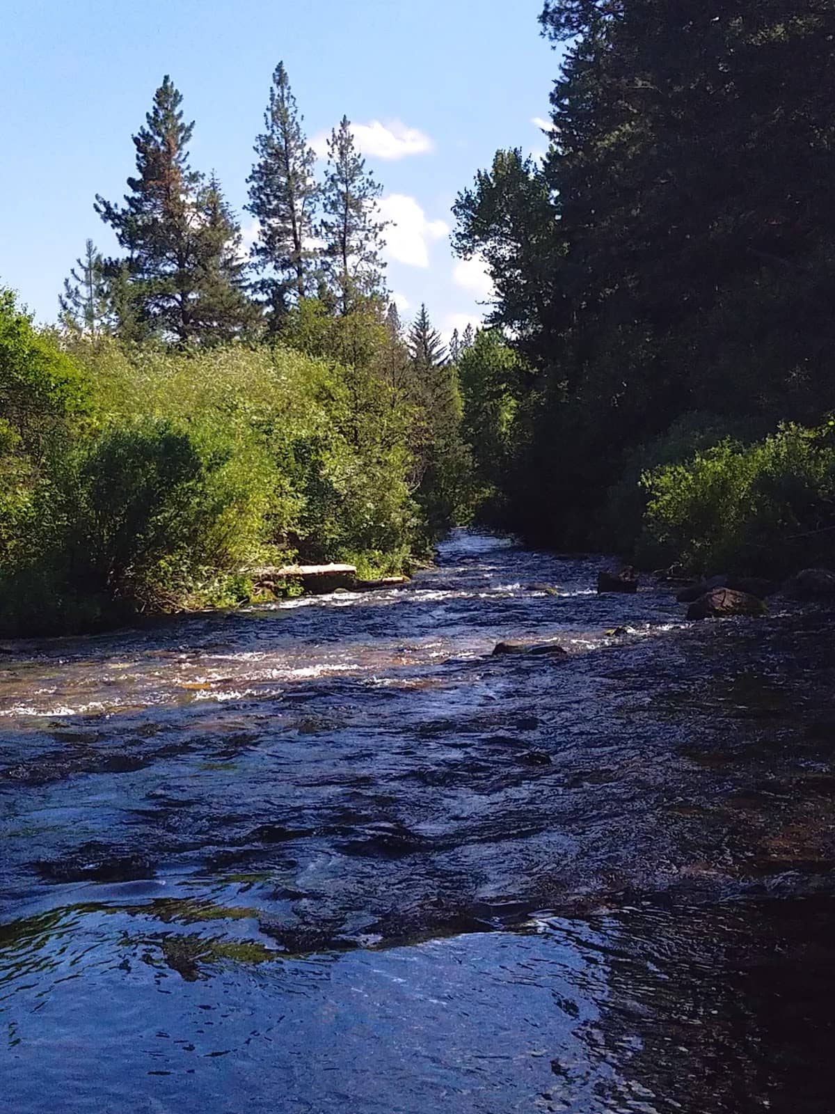 Rattlesnake Behavior