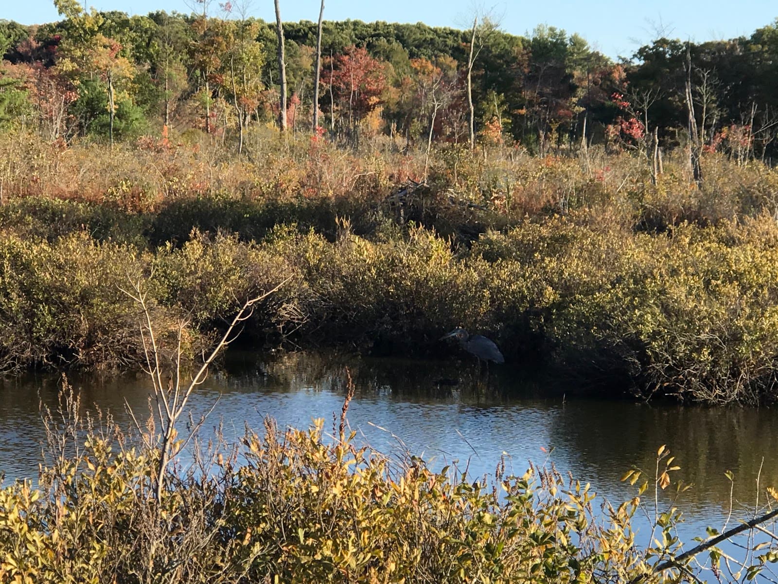 Danvers-Wenham SwampWalk - Image 1