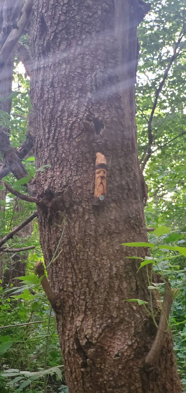 Wildlife Spotting Opportunities