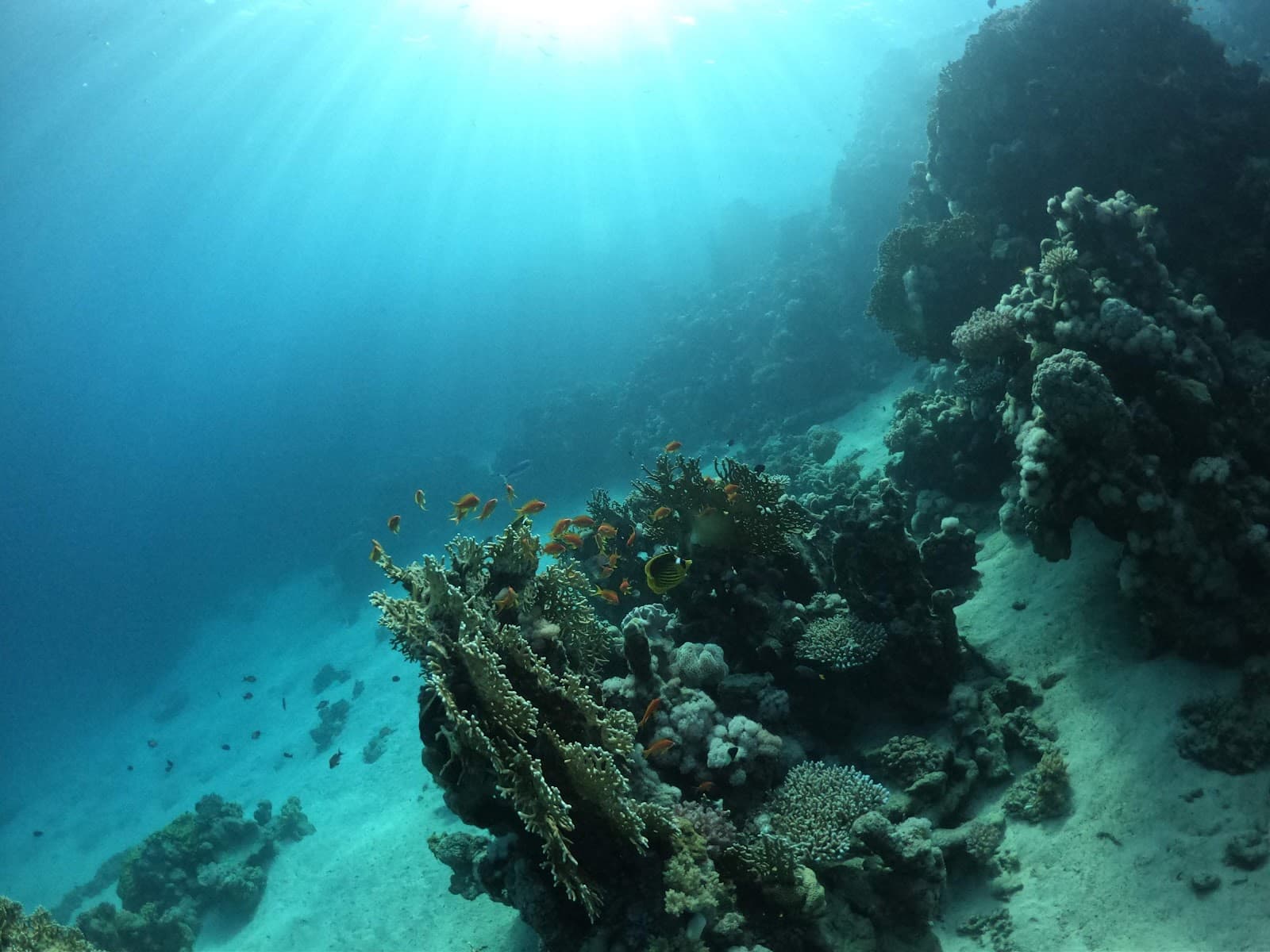 Eel Garden Reef - Image 1