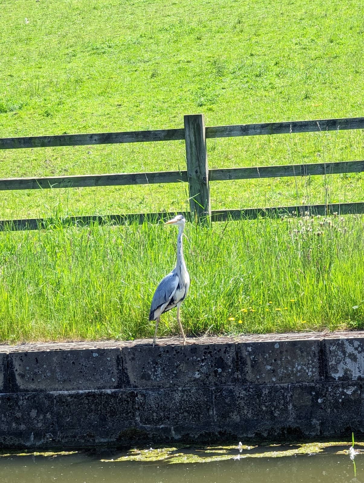 Chesterfield Canal Festival