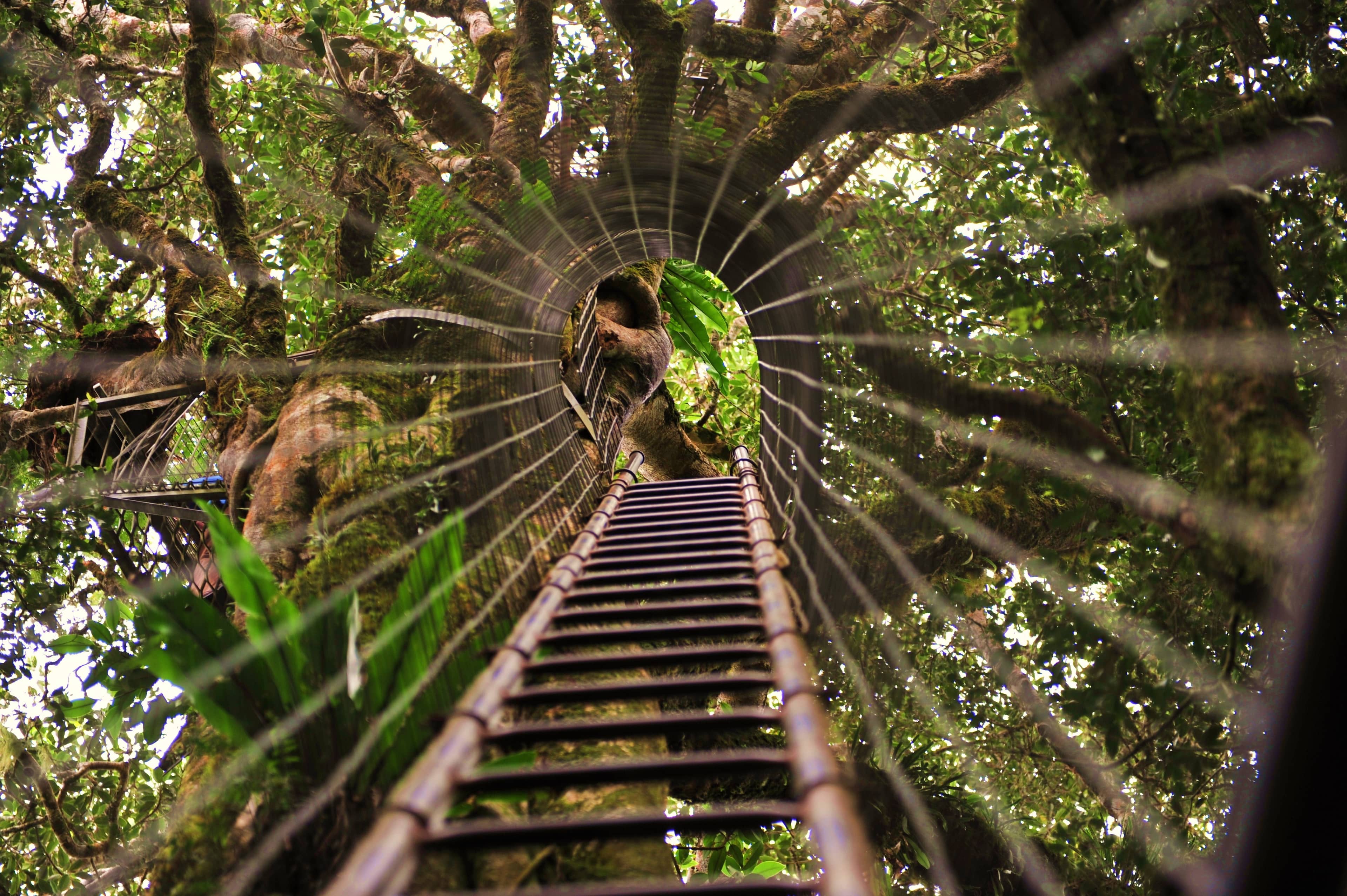 Rainforest Canopy Walk