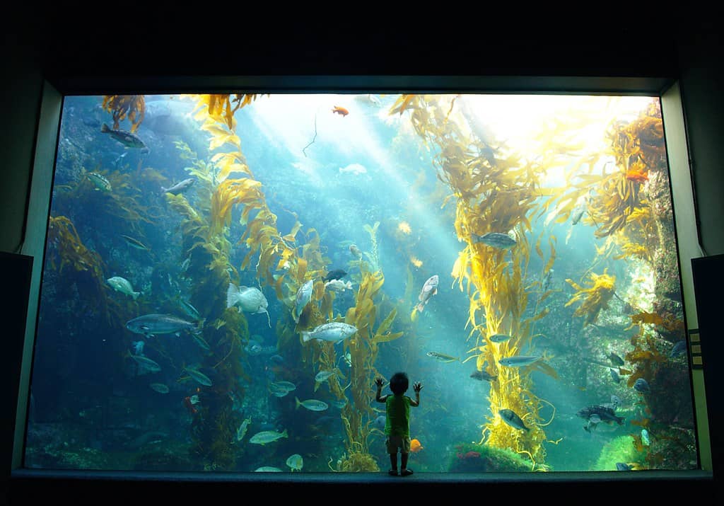 Kelp Forest