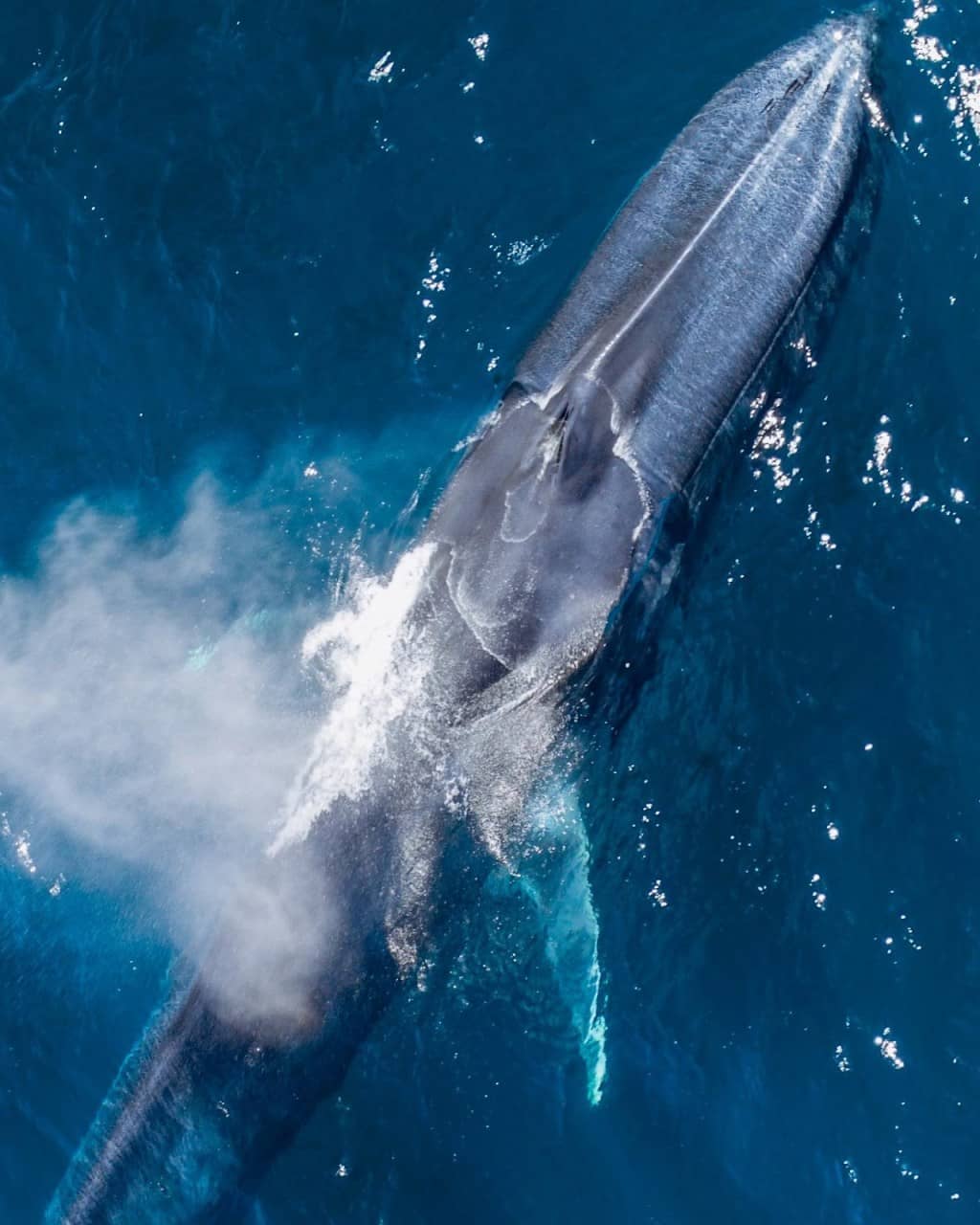 Dolphin Watching Boat Trips