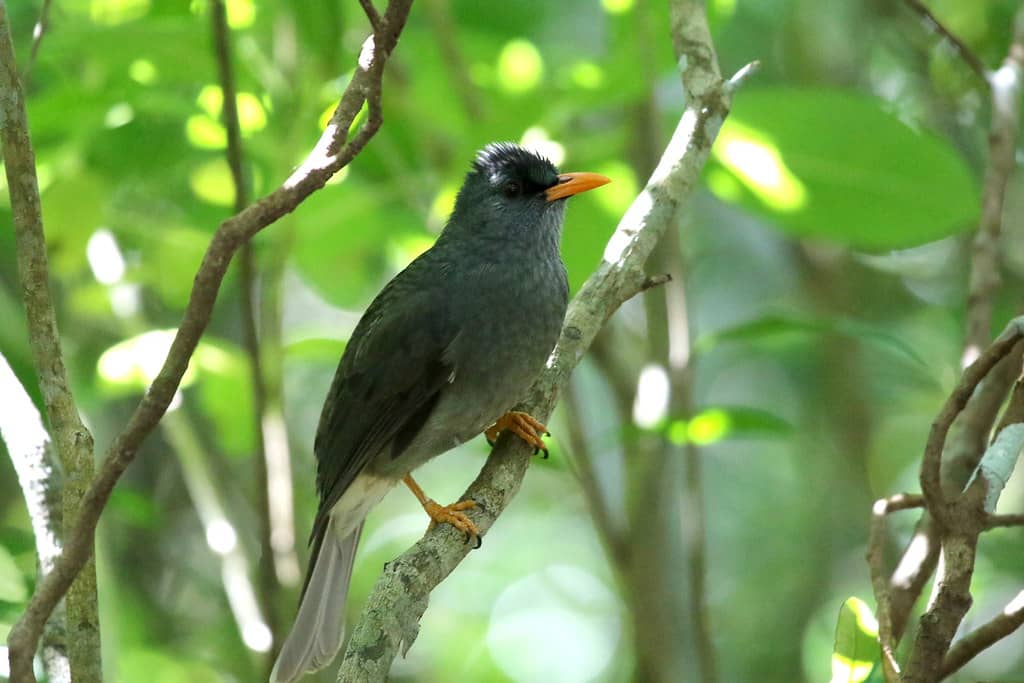 Endemic Birdwatching