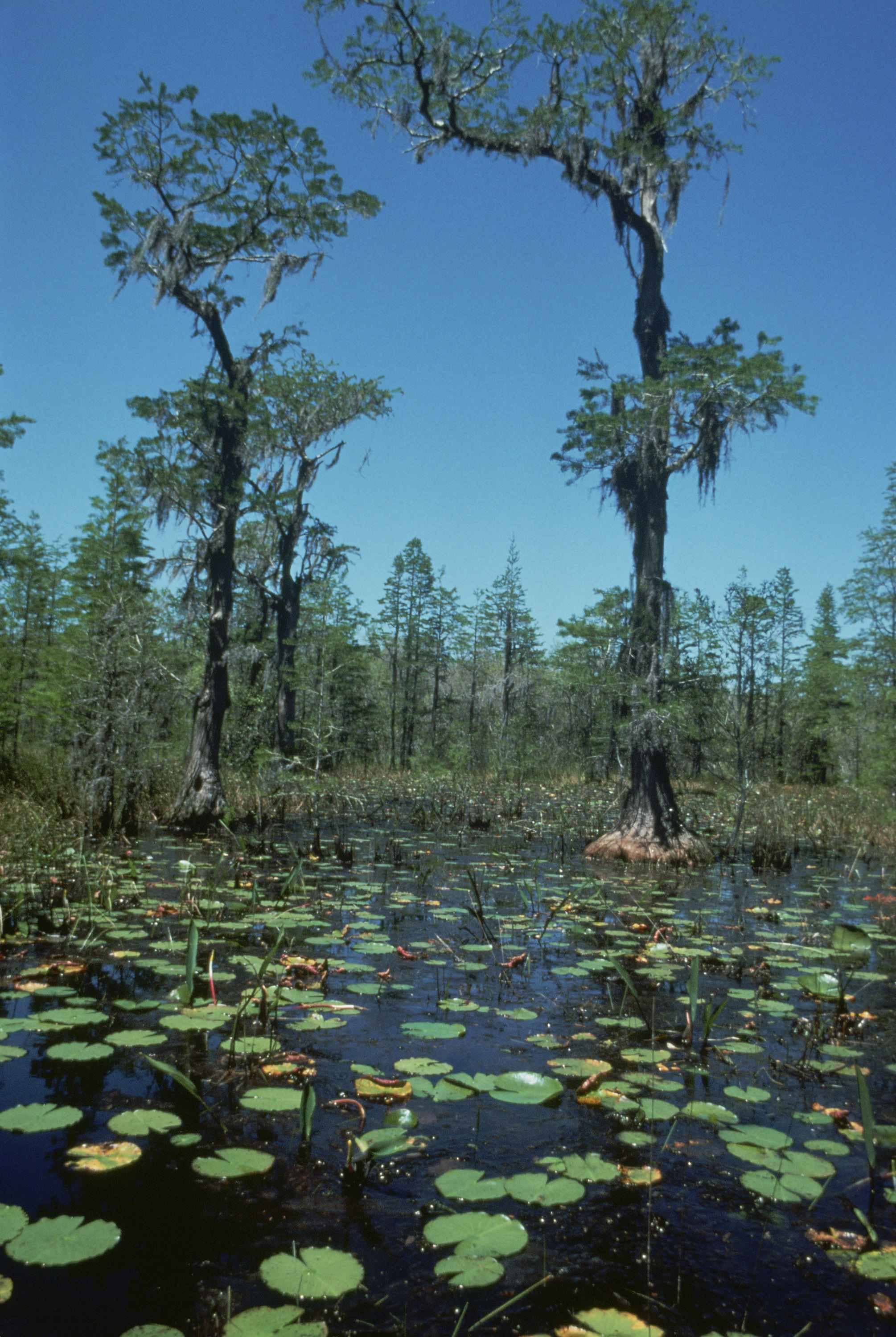 Immersive Rainforest Feel