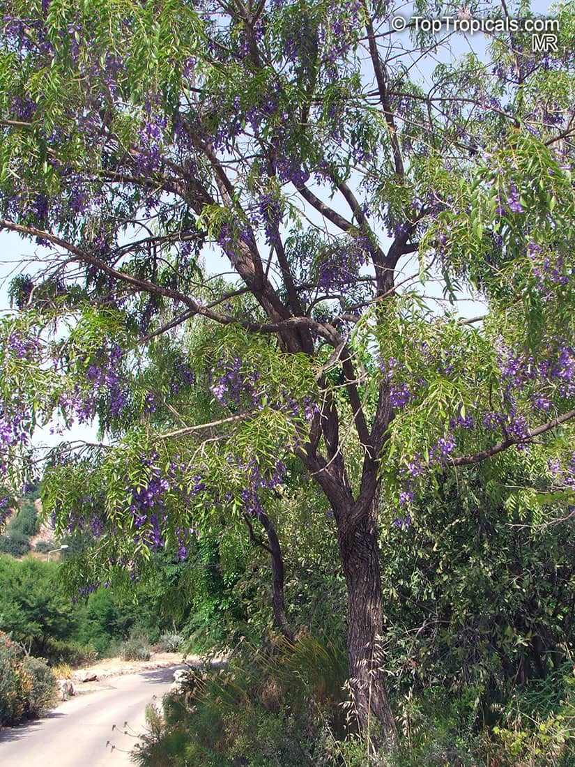 Native Plant Arboretum