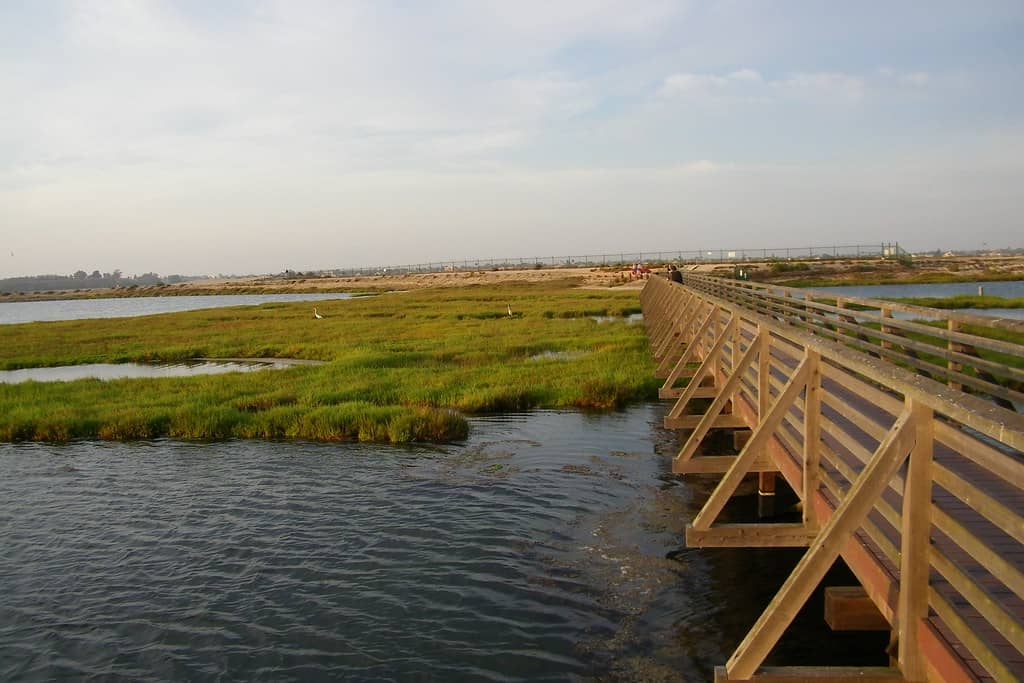 Coastal Wetlands