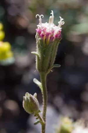Native Coastal Flora