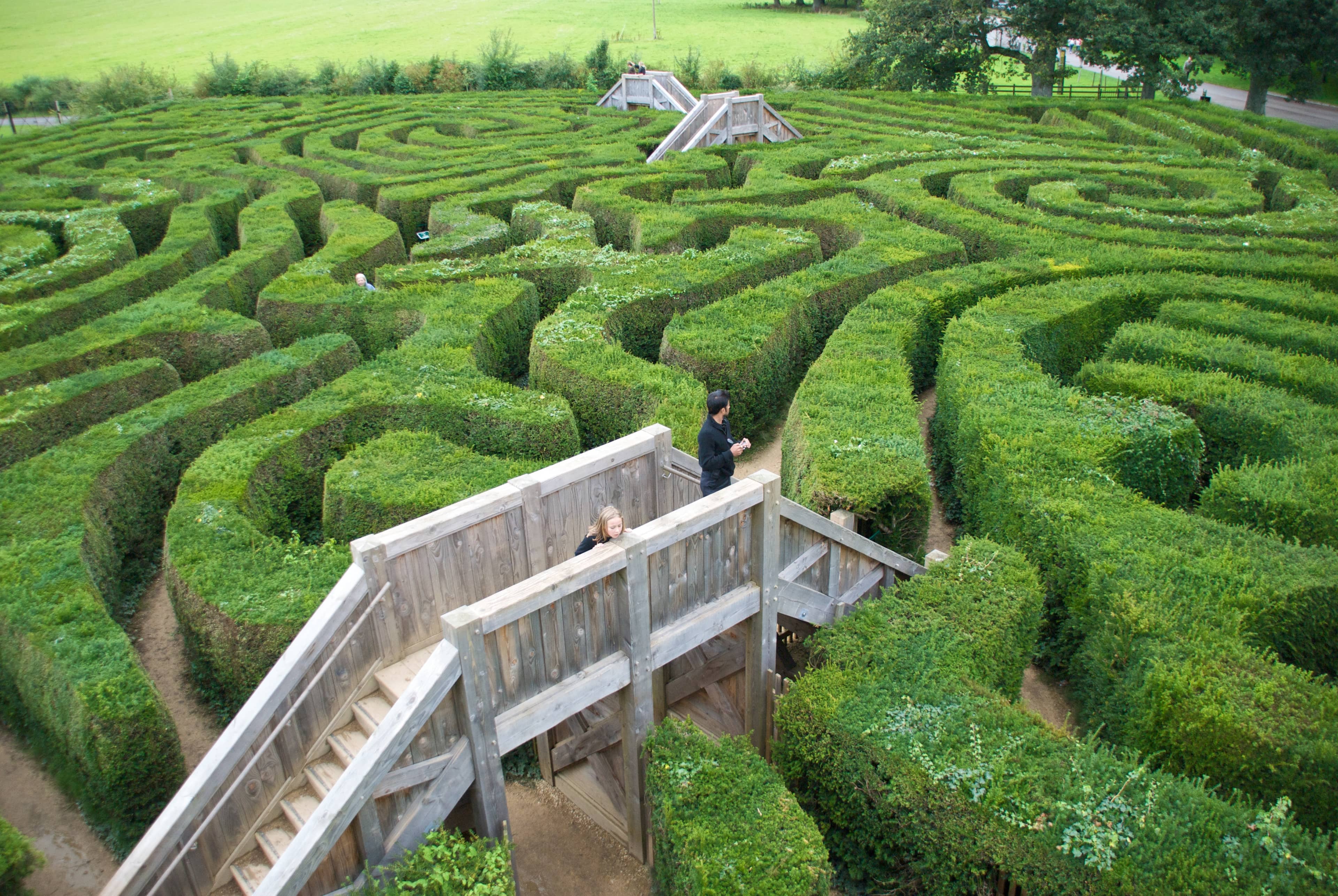 The Hedge Maze