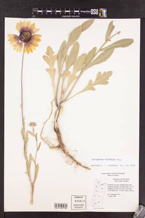 Native Flora and Fauna