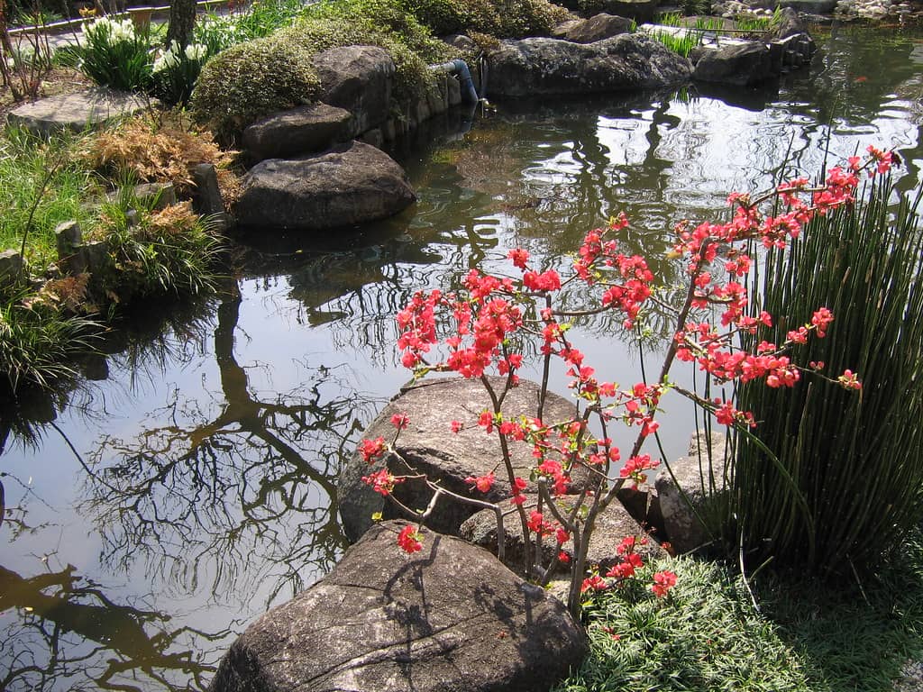 Ocean Views from the Garden