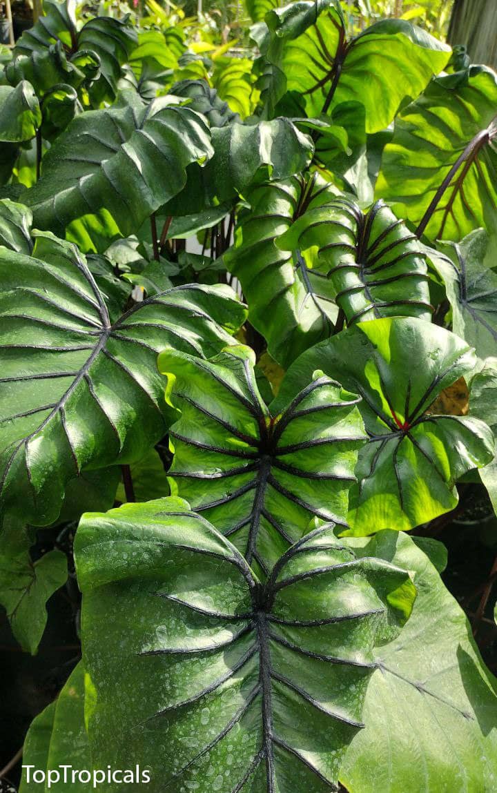 Affordable Garden Finds