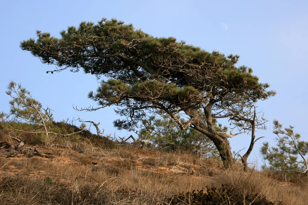 Rare Torrey Pine Trees