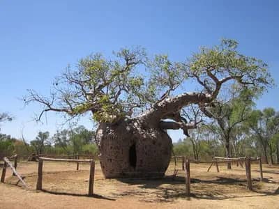 Cultural Significance