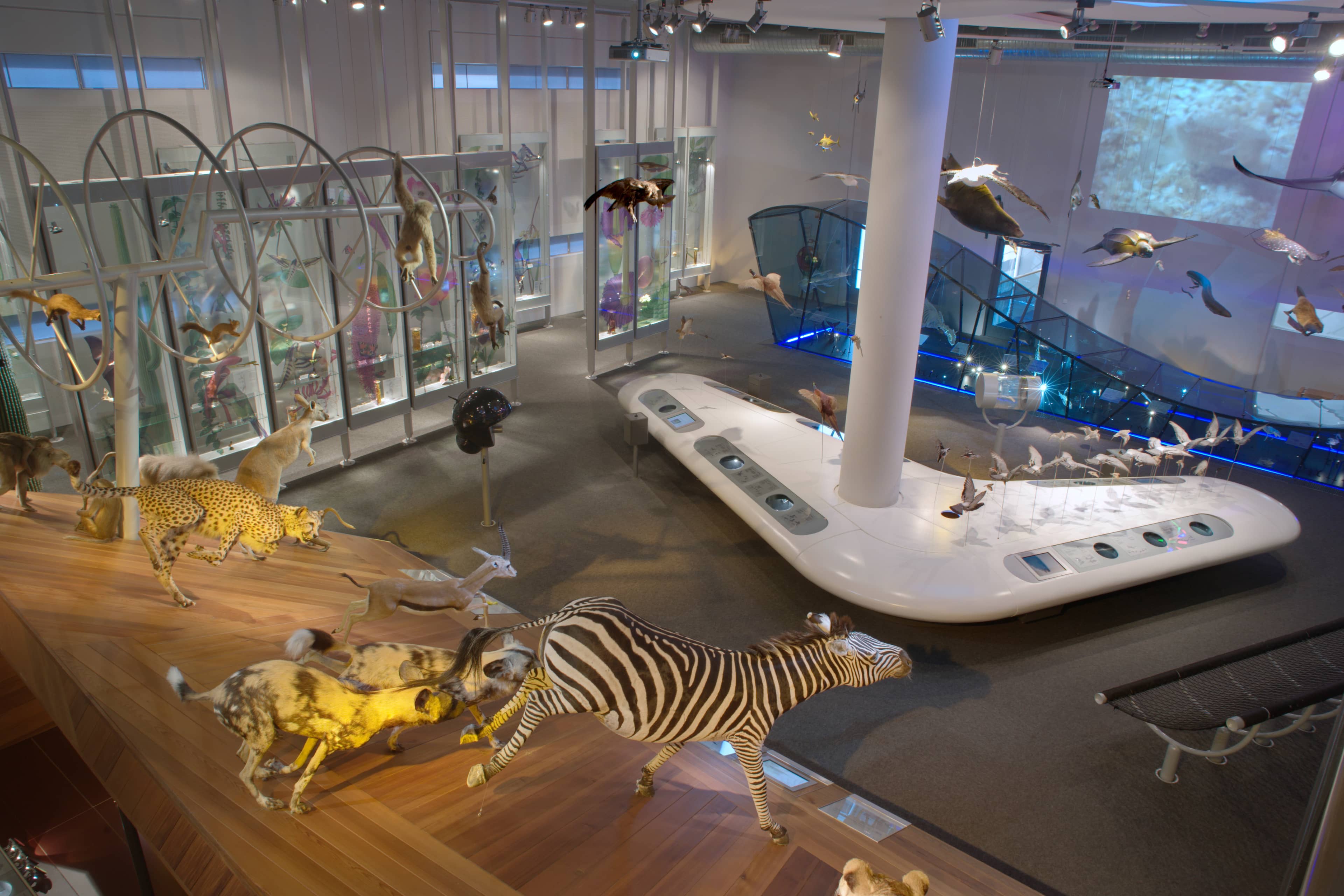 Ocean Life Exhibits