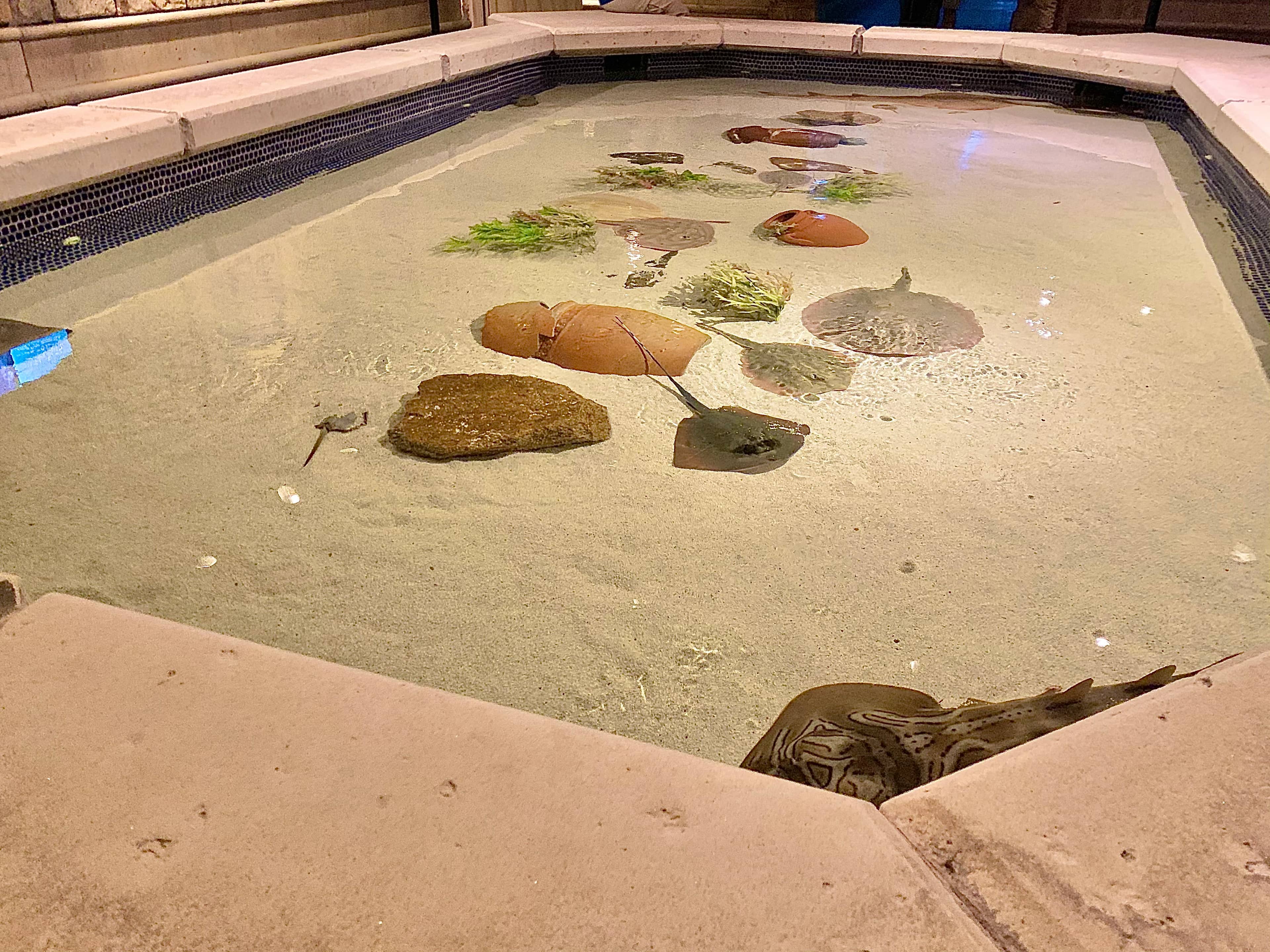 Touch Pools