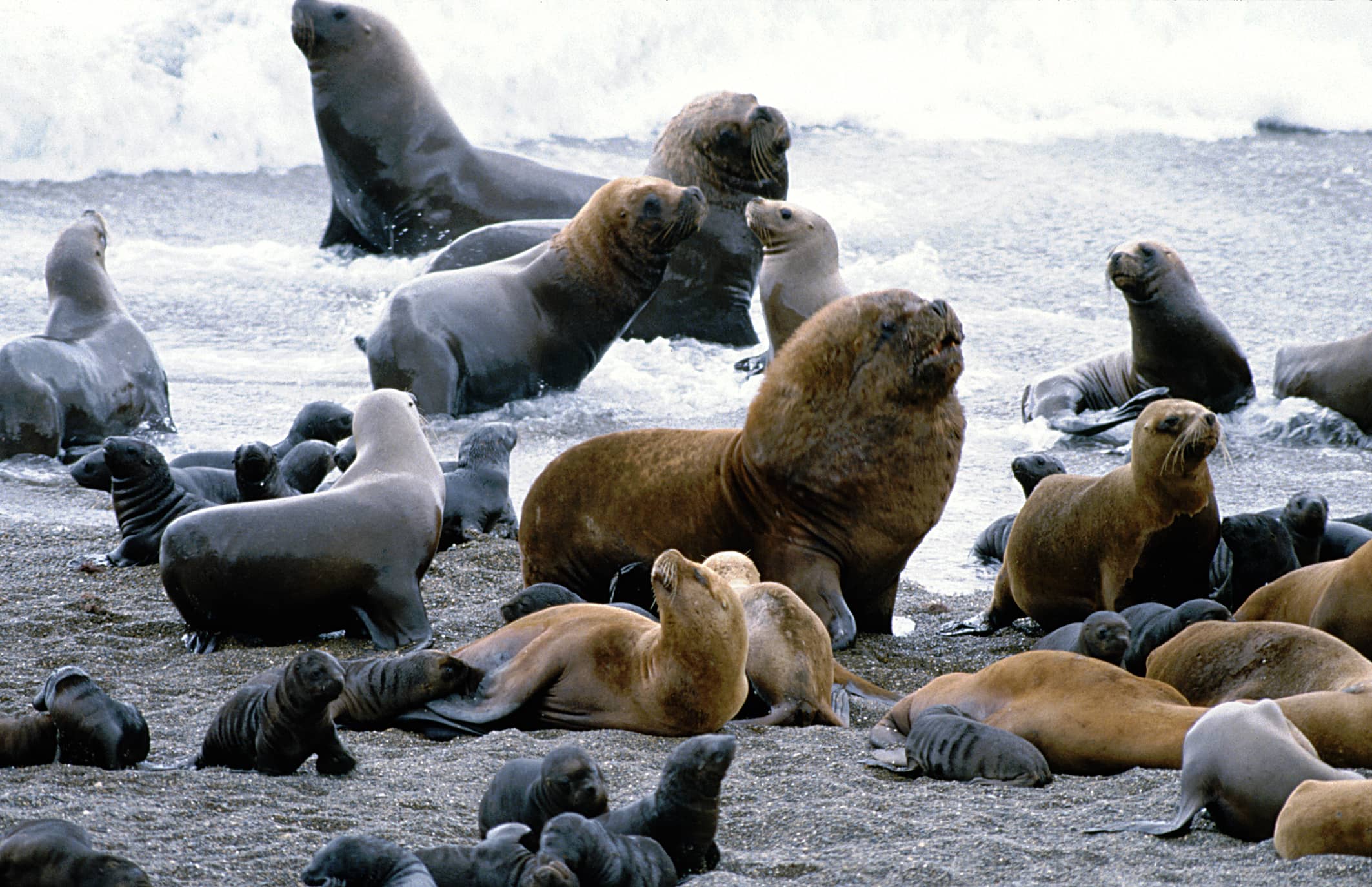 Sea Lion Colony