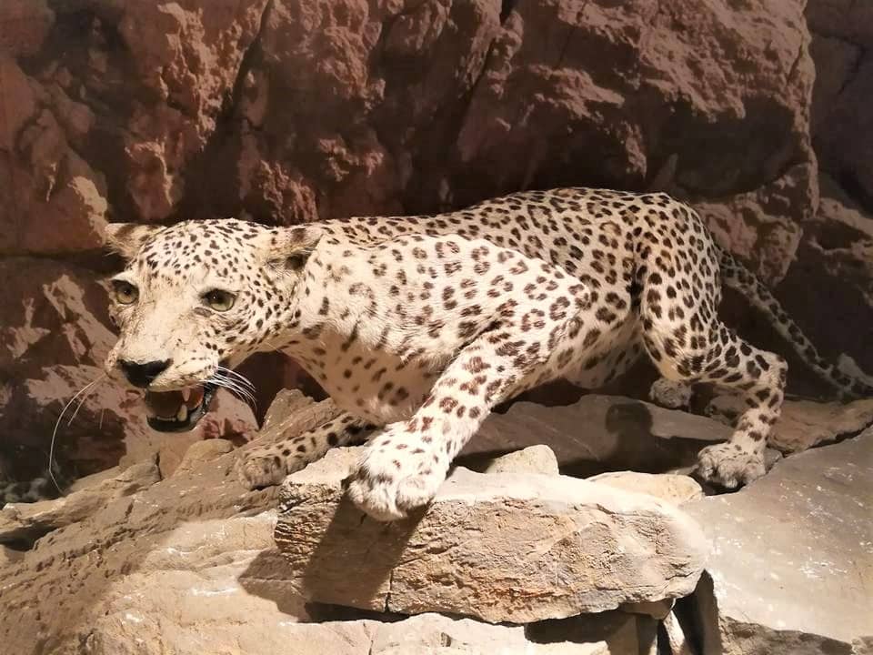 Omani Biodiversity Displays