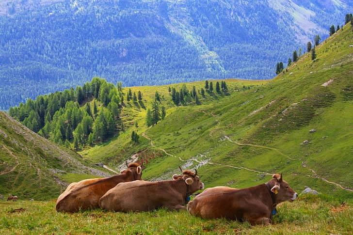 Alpine Meadows & Wildlife