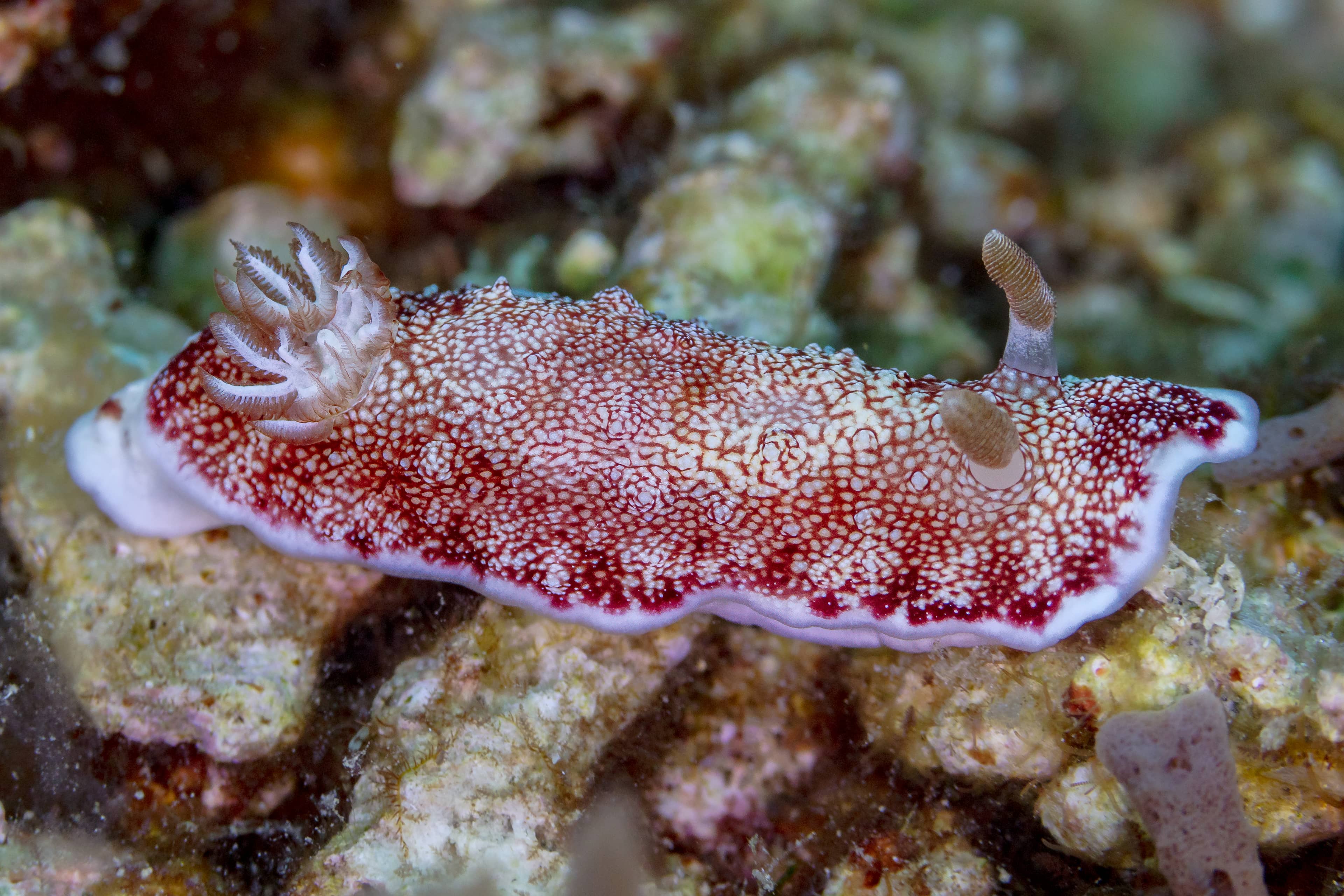 Vibrant Underwater World