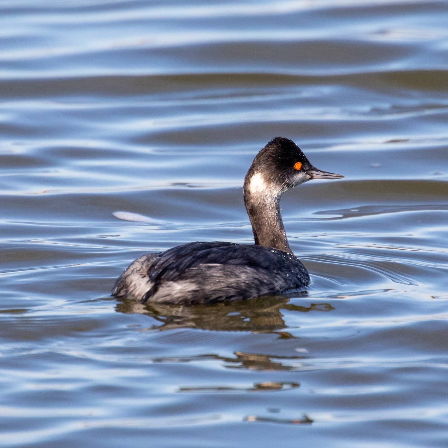 Tranquil Walking Paths