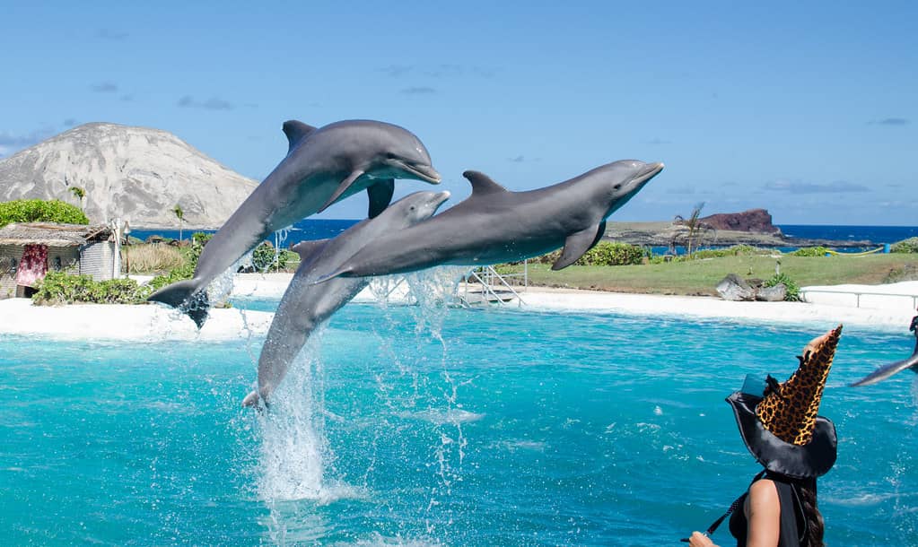 Dolphin Encounter