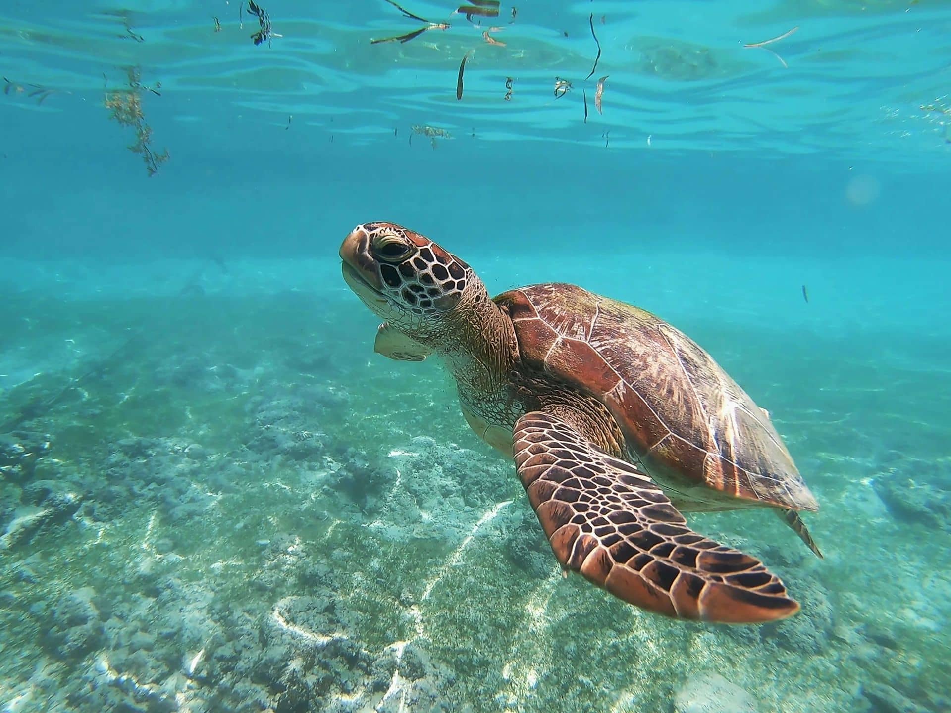 Sea Turtle Feeding