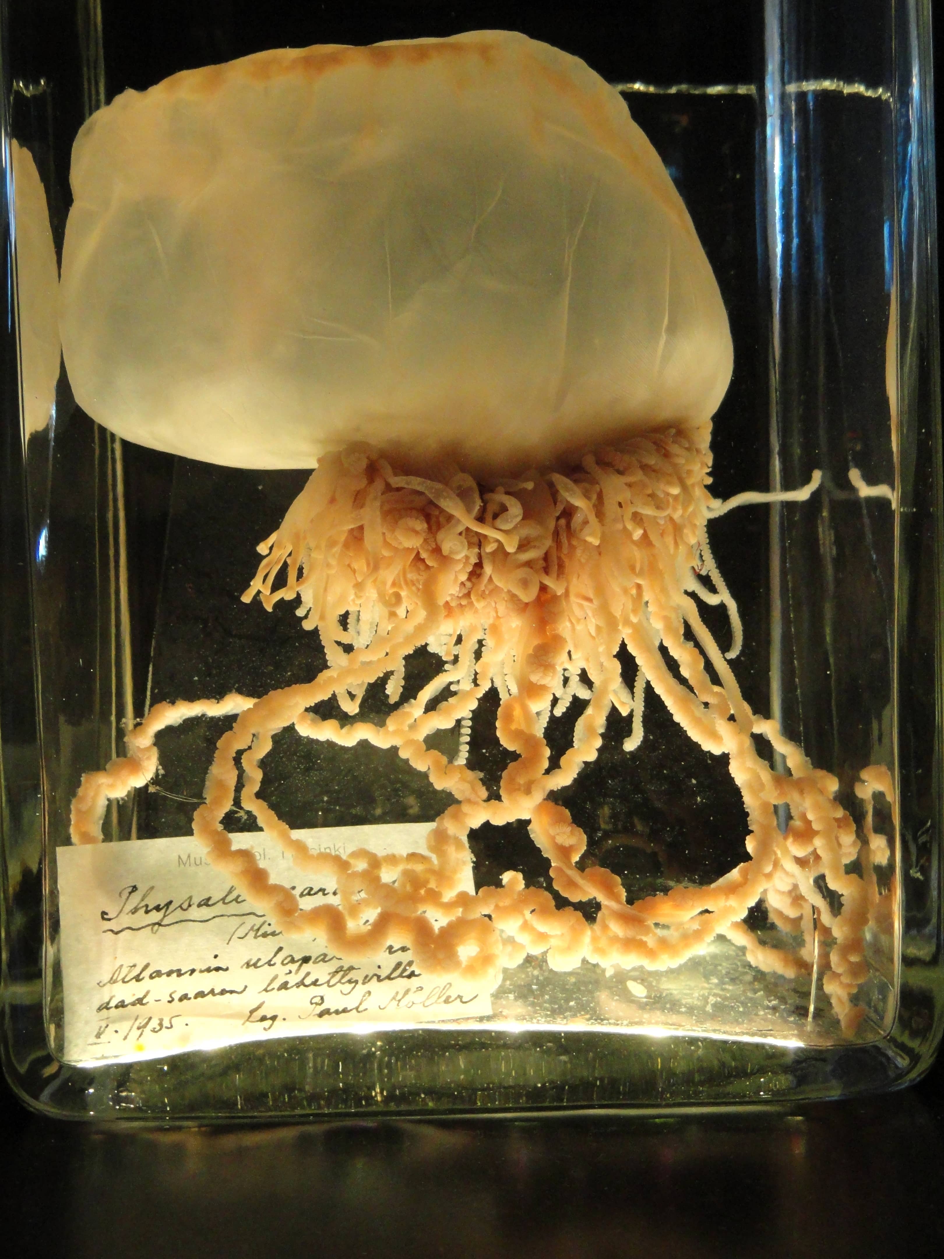 Preserved Specimens