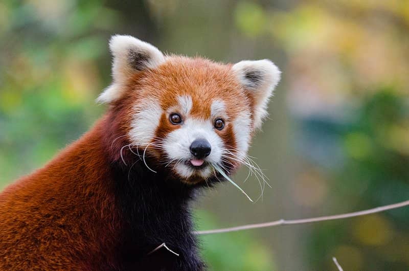 Red Panda Cubs