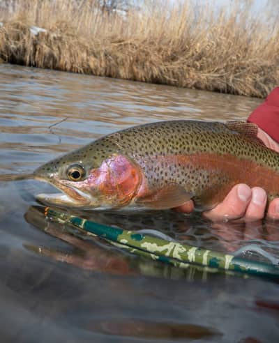 Trout Fishing Hotspot