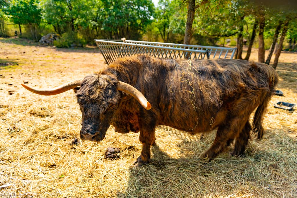 Highland Cattle