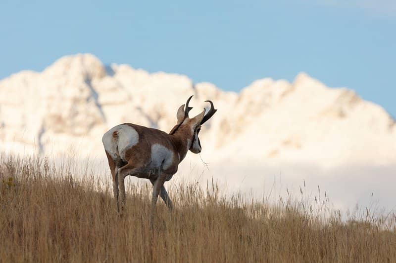 Pronghorn Antelope