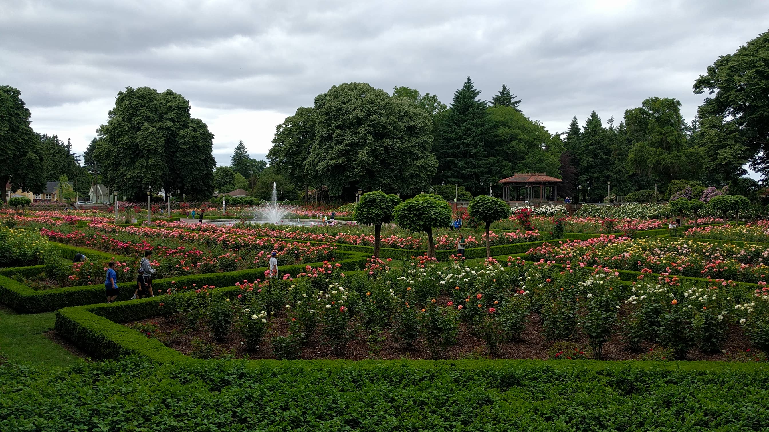 Diverse Rose Varieties