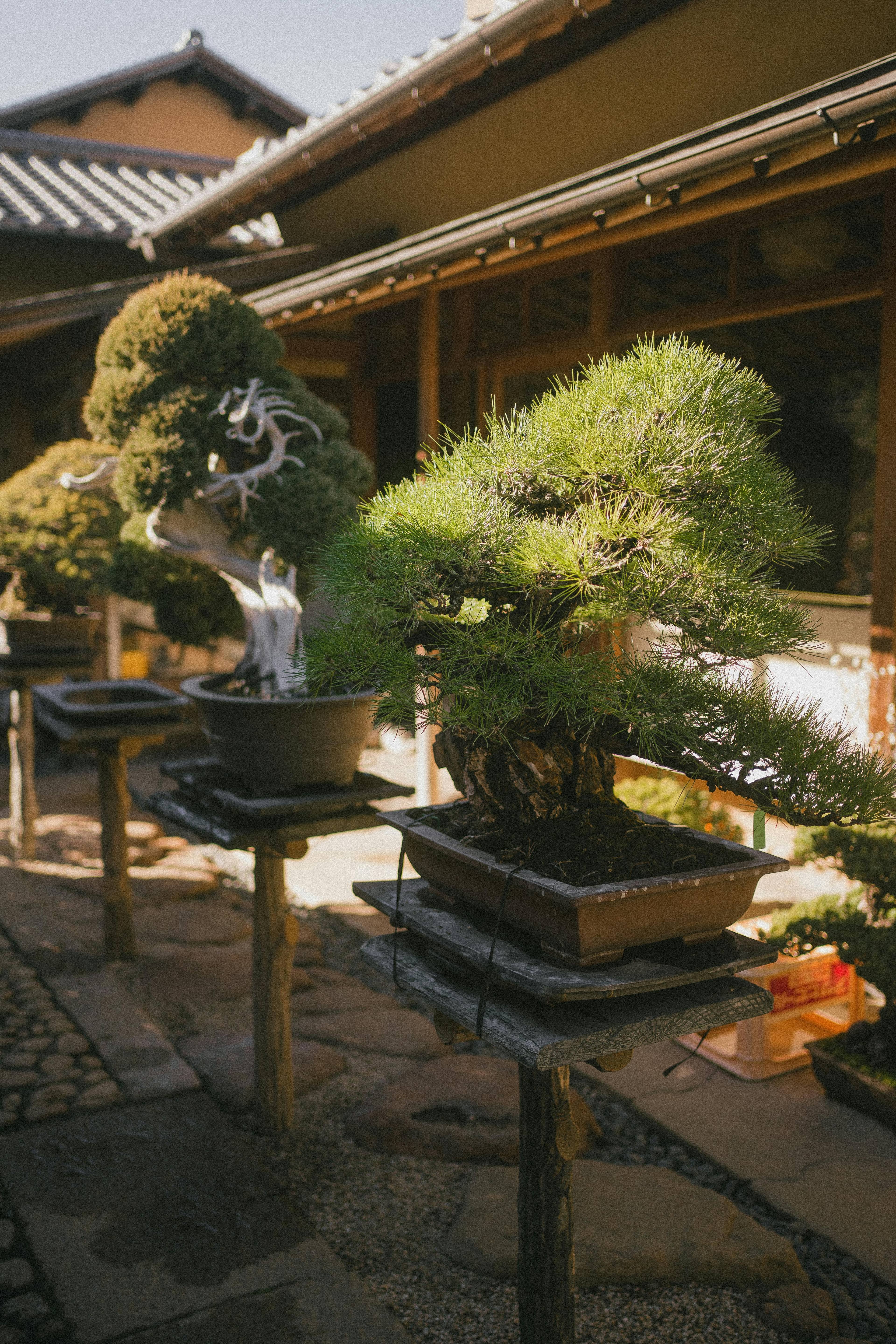 Bonsai Trees