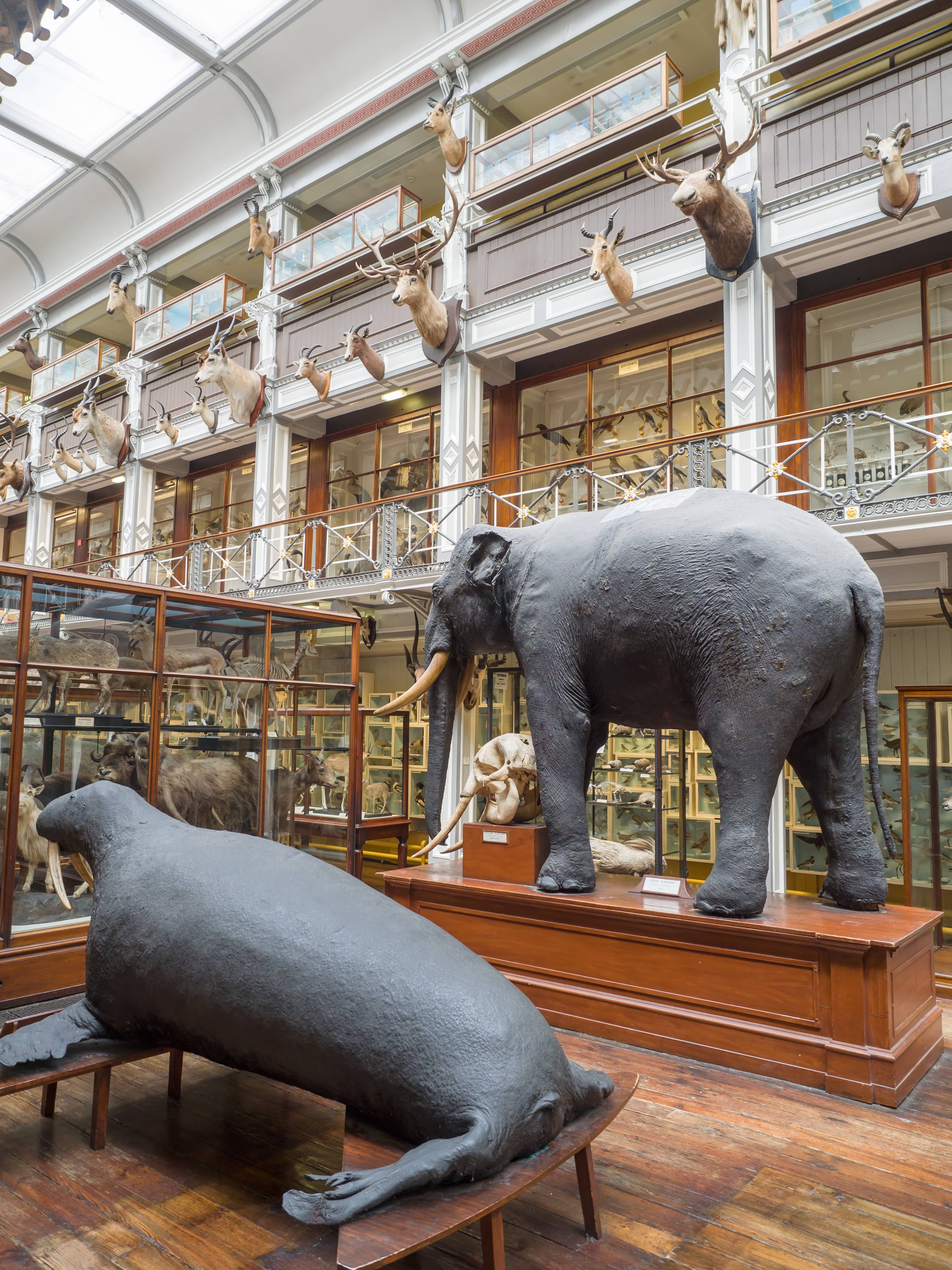 Irish Wildlife Collection