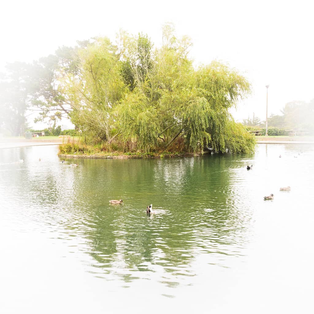 Duck Ponds & Wildlife