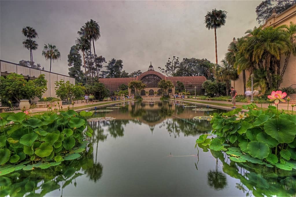 Lily Pond Reflections