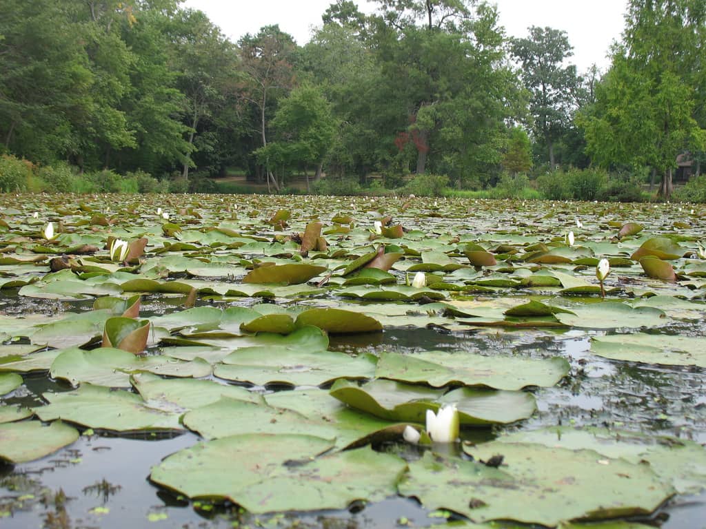 Water Lilies