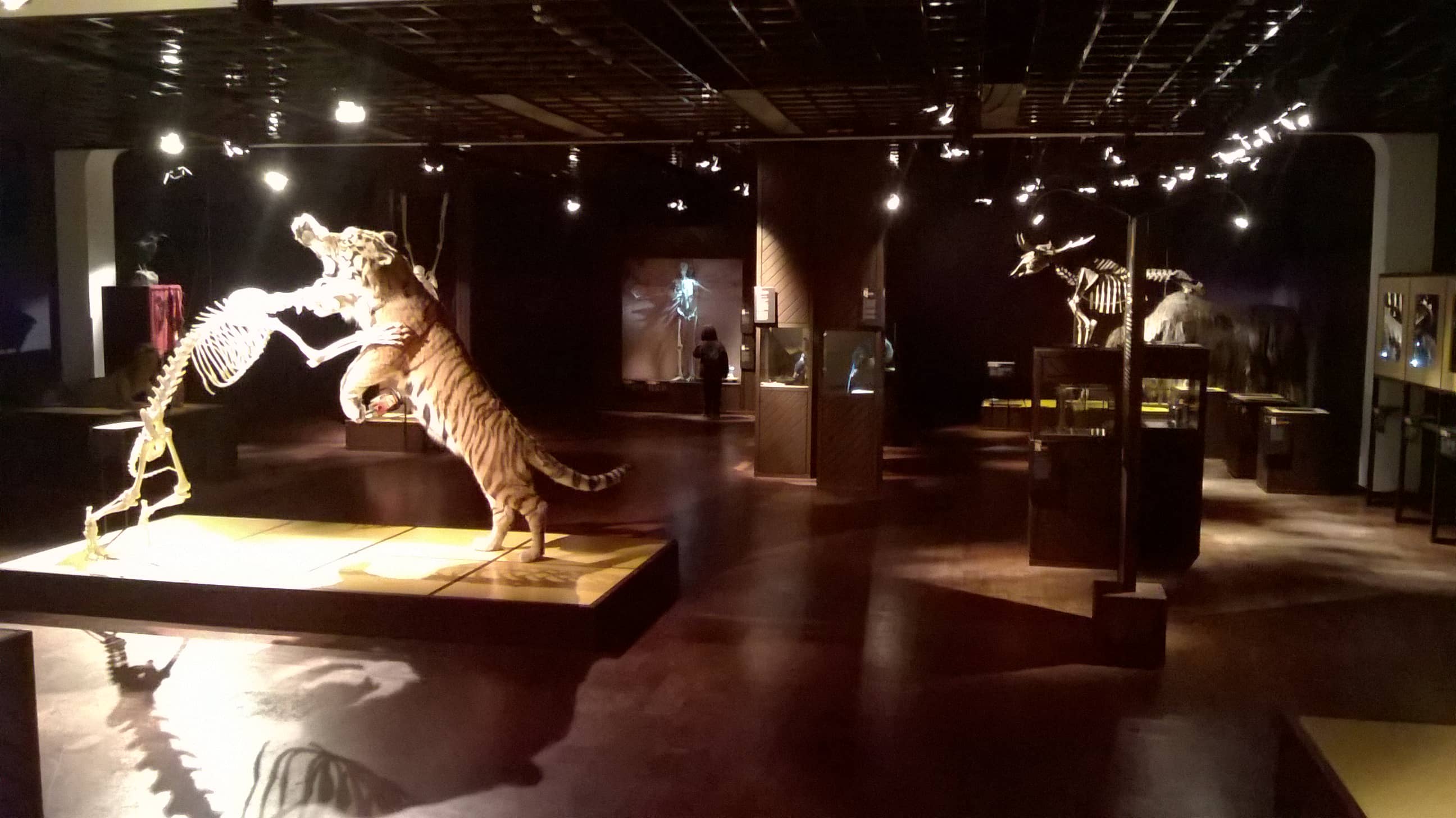 Interactive Installations