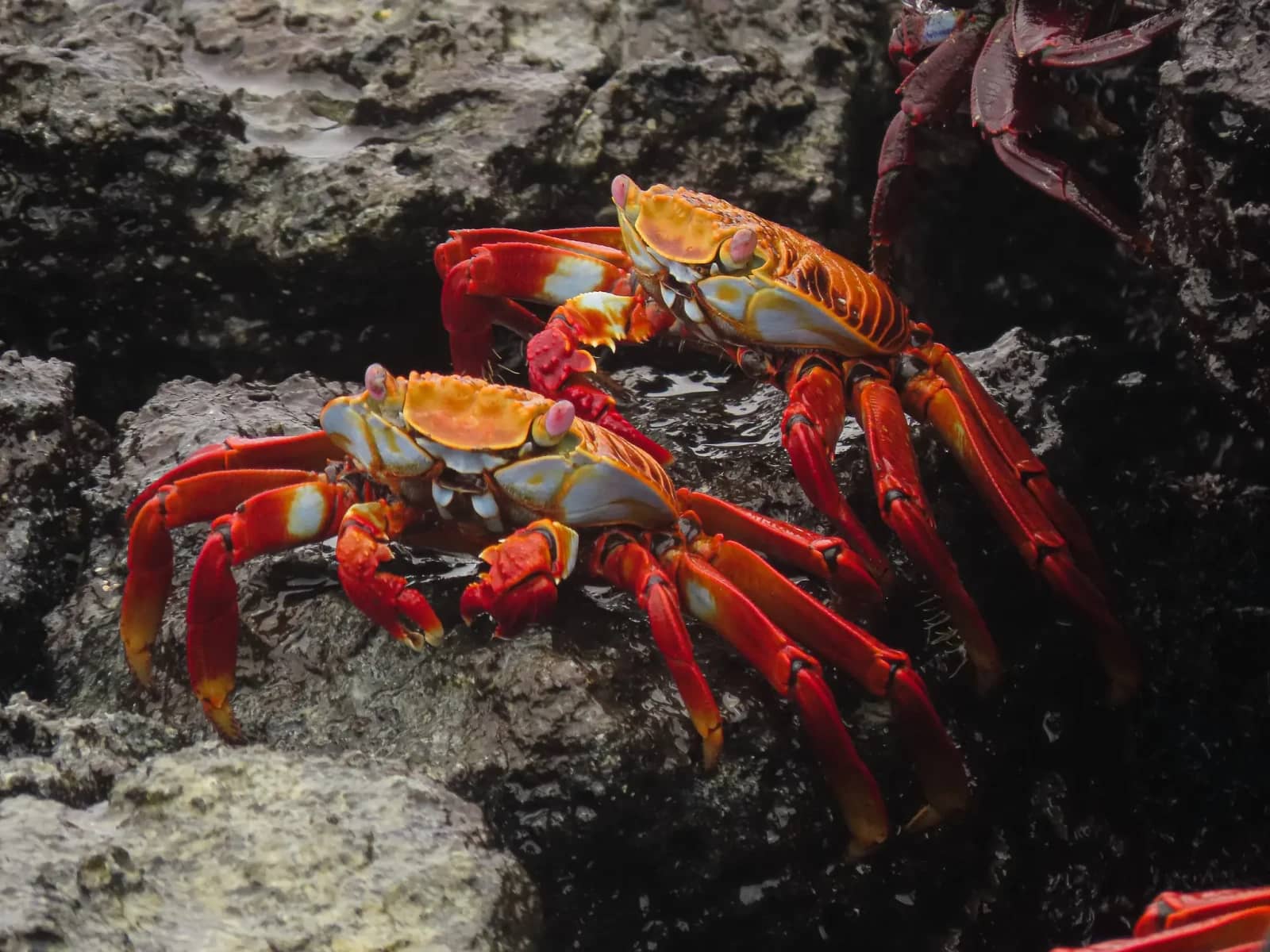 Rocky Shoreline Exploration