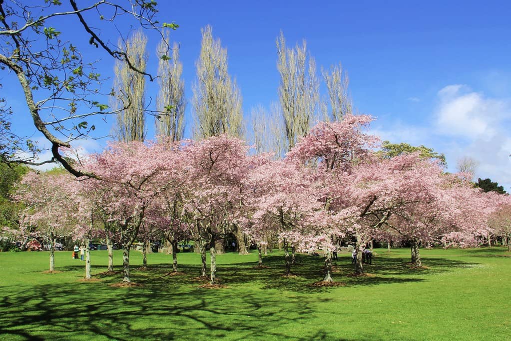 Cornwall Park Grounds