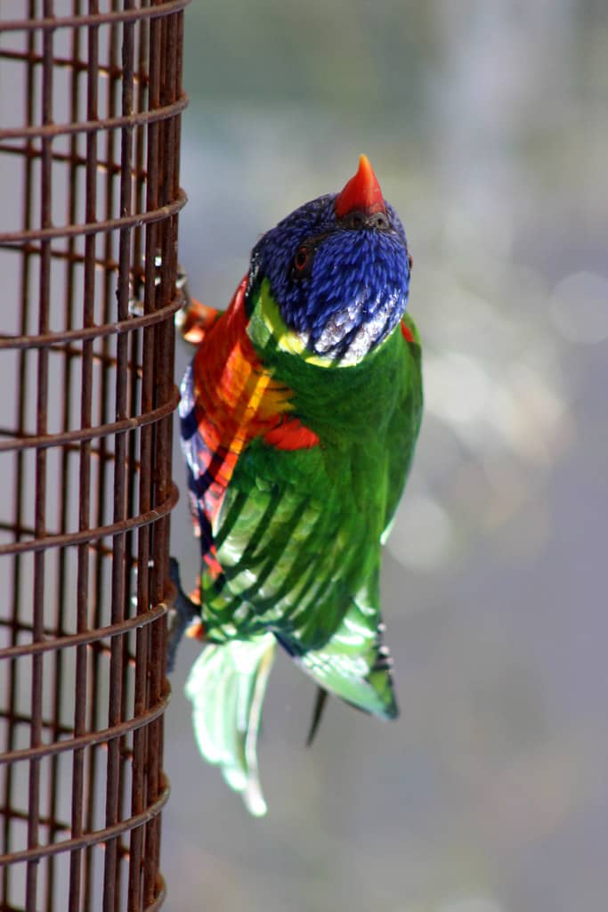 Bird Shows