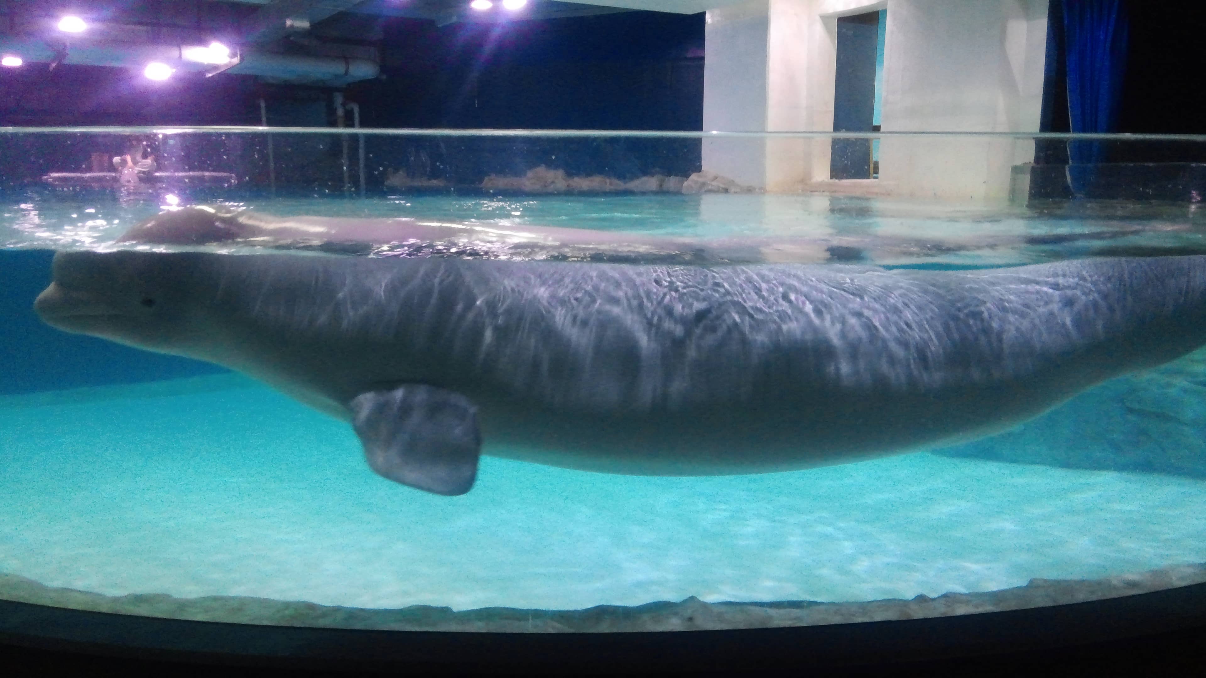 Lotte World Aquarium