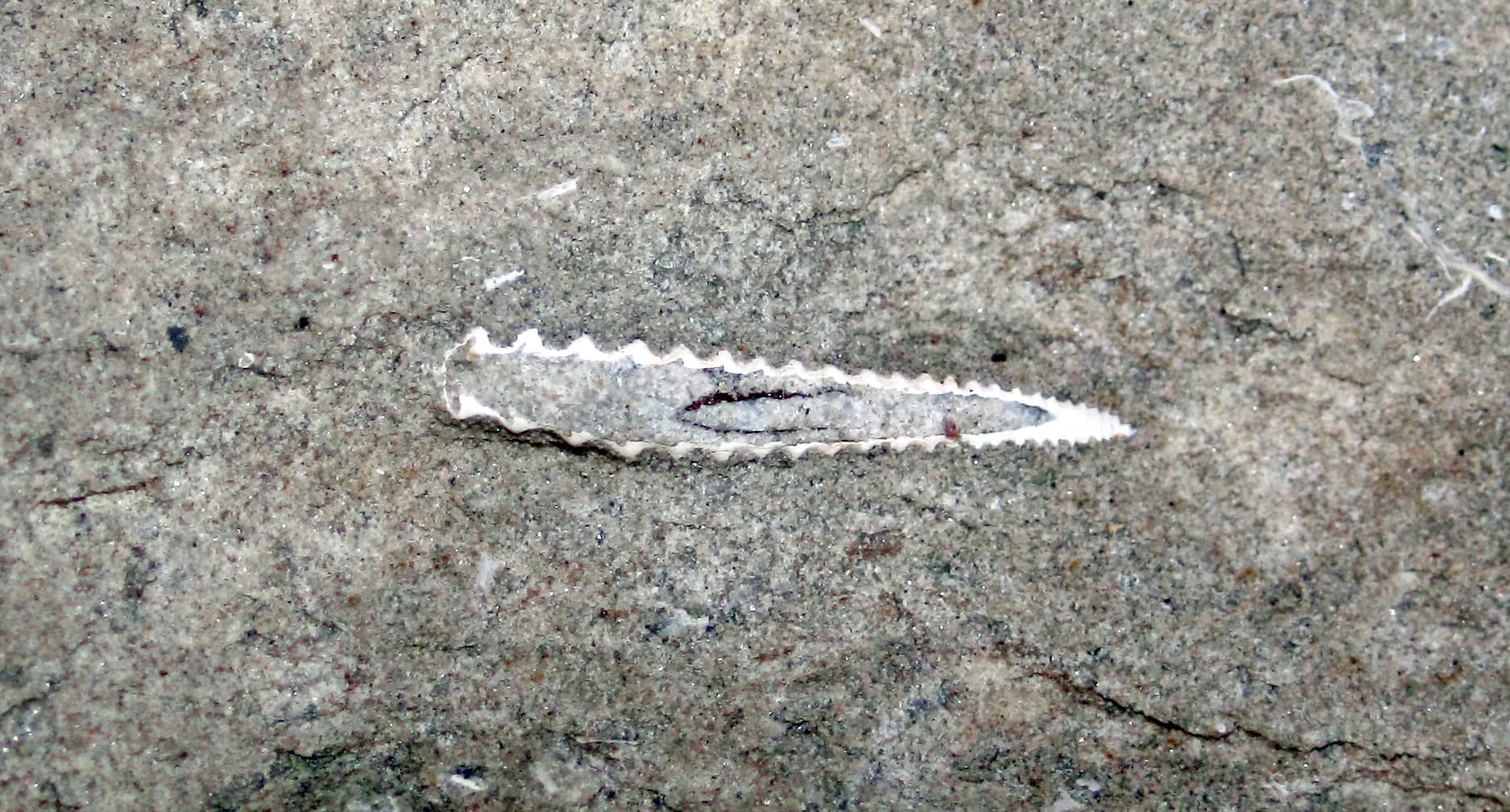 Shelling and Shark Tooth Hunting