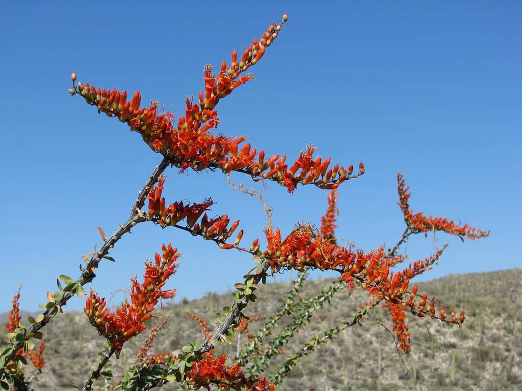 Desert Flora & Fauna
